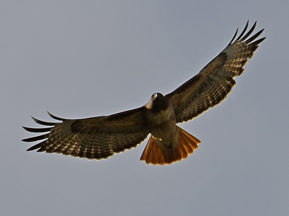 Hawk4.jpg