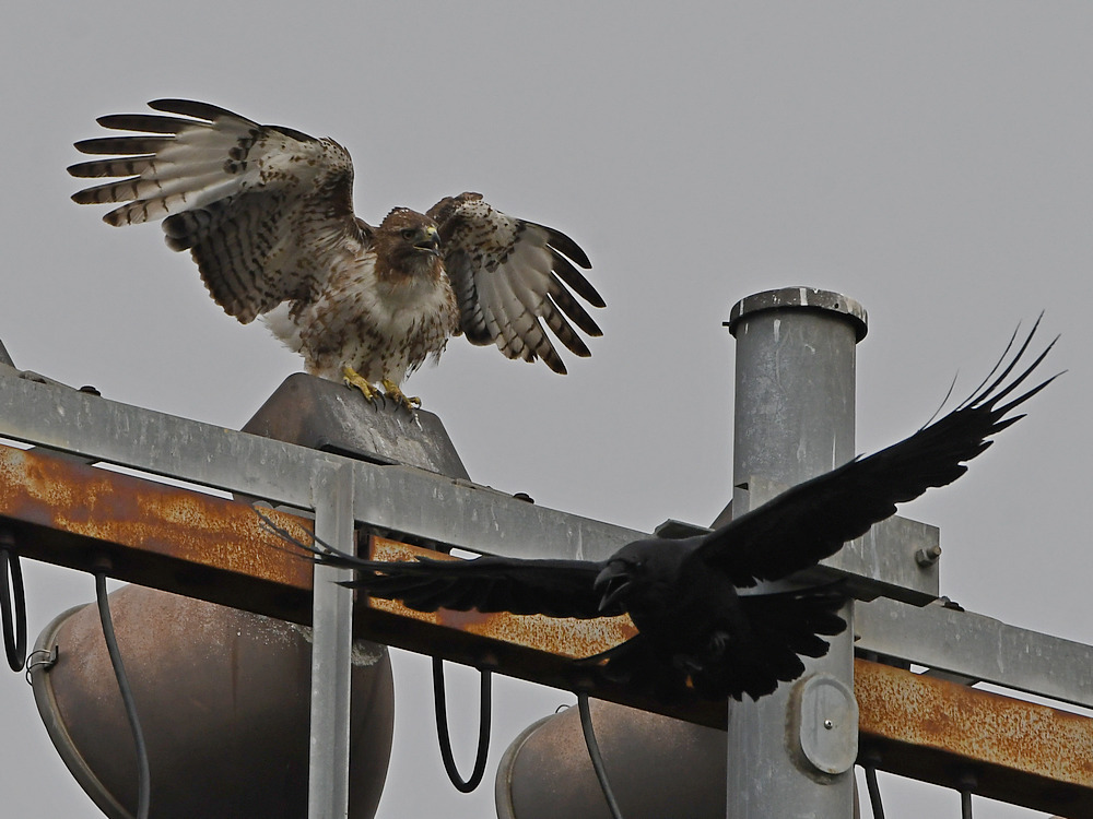 Hawk4.jpg