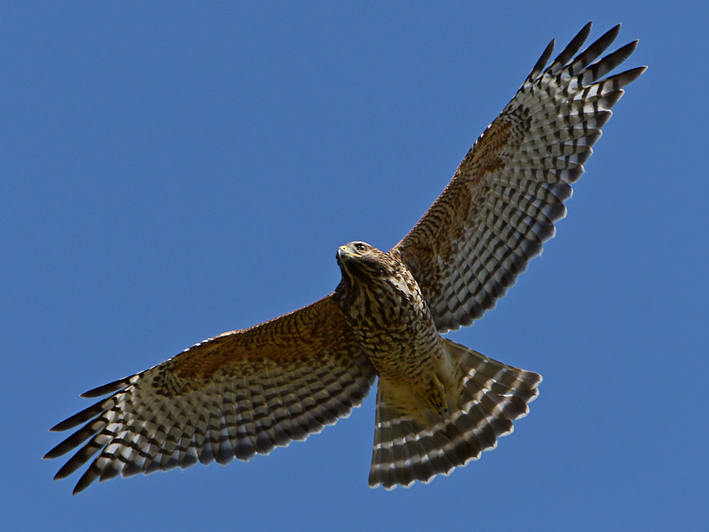 Hawk4.jpg