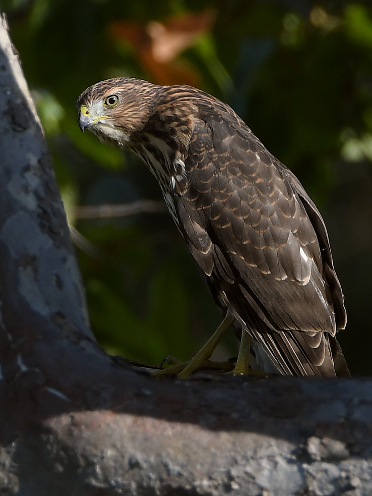 Hawk4.jpg