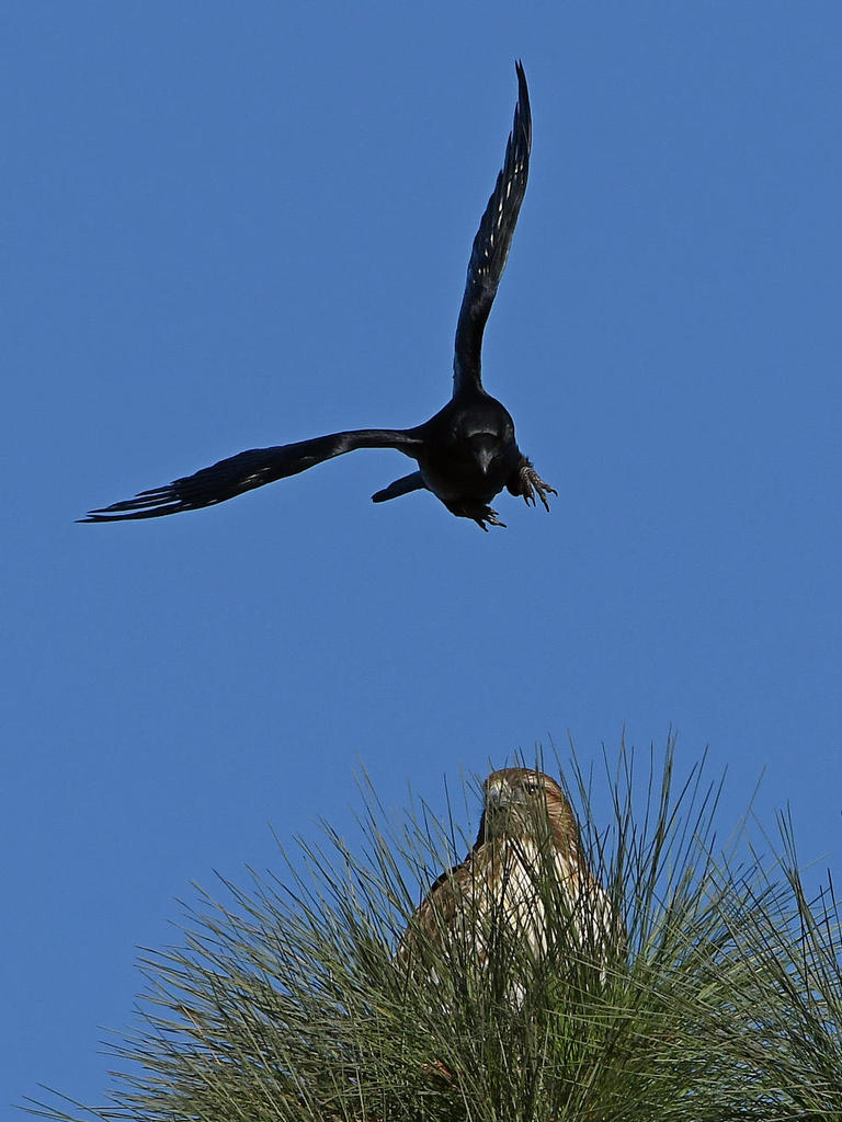 Hawk4.jpg