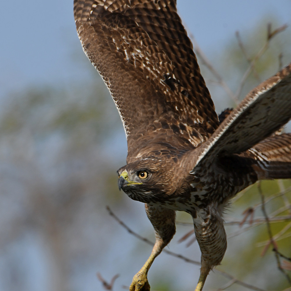 Hawk4.jpg