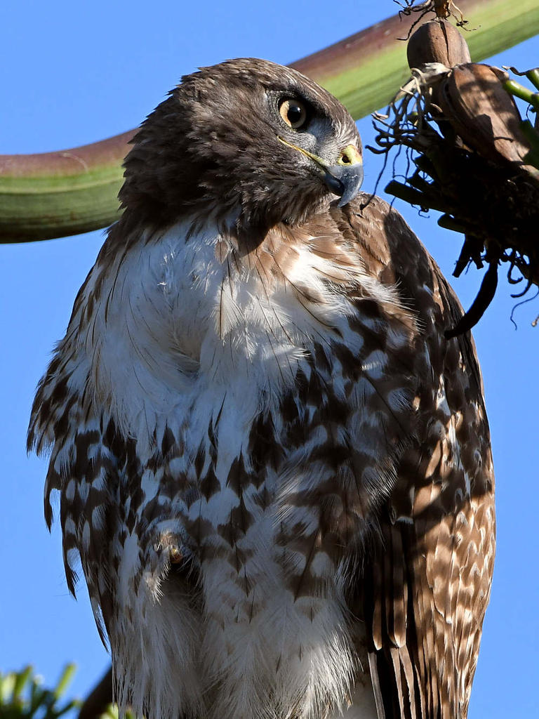 Hawk4.jpg