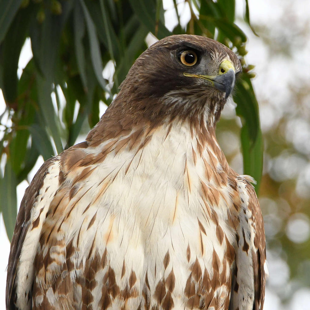 Hawk4.jpg