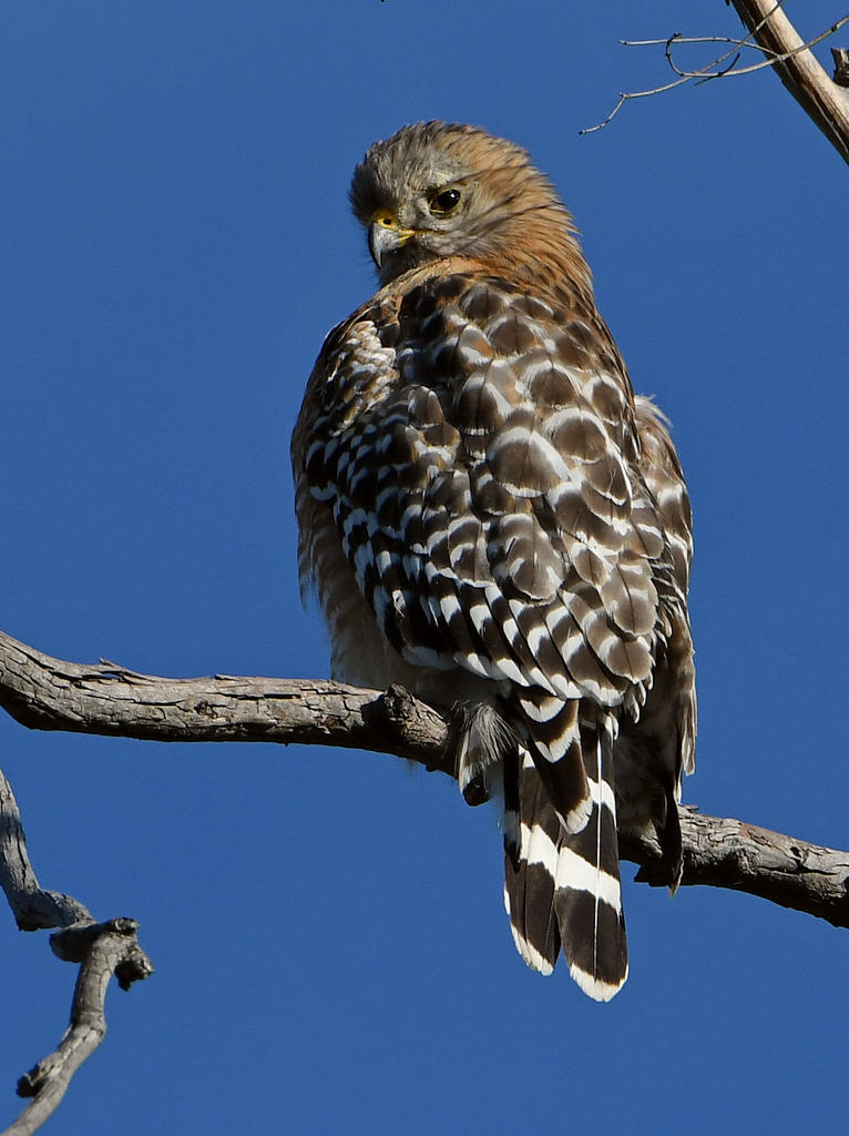 Hawk4.jpg