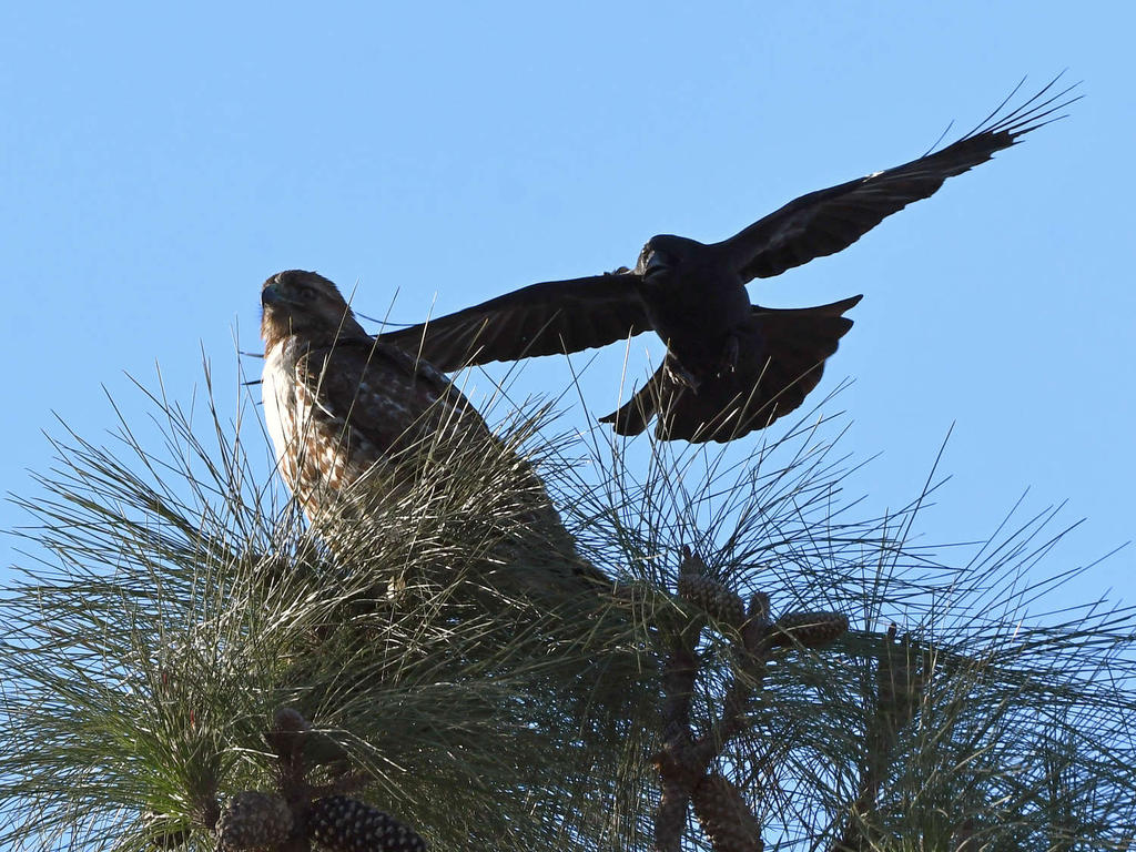 Hawk4.jpg