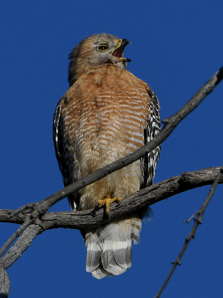 Hawk4.jpg