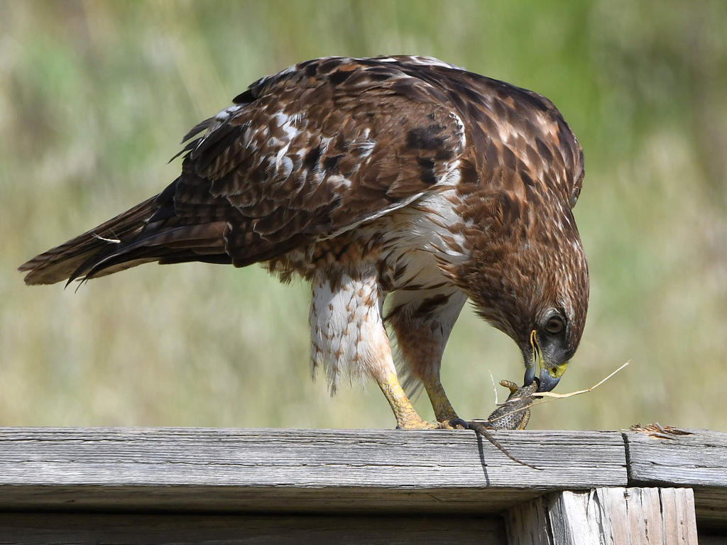 Hawk4.jpg