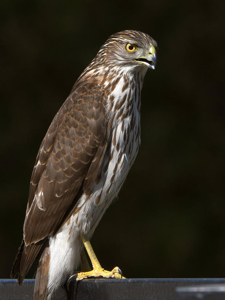 Hawk4.jpg