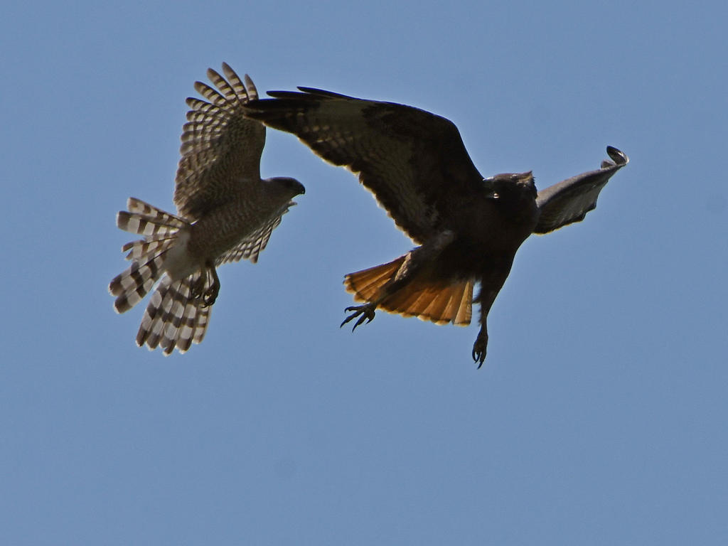 Hawk4.jpg