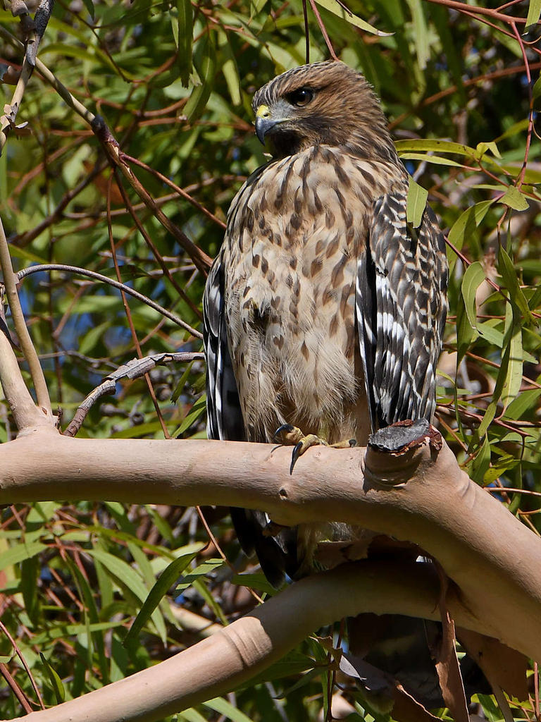 Hawk4.jpg