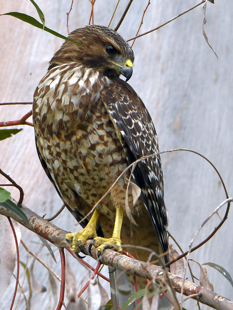 Hawk4.jpg