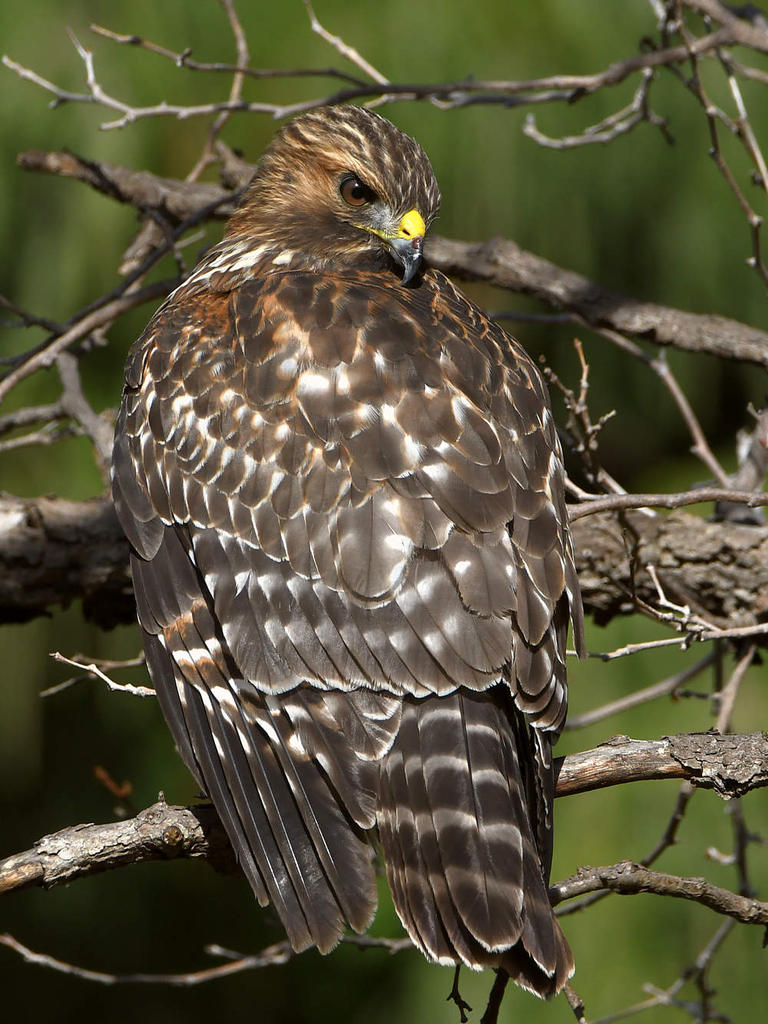 Hawk4.jpg