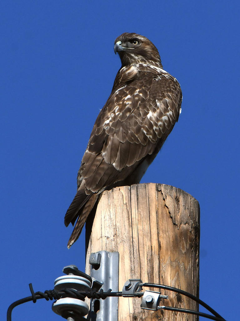 Hawk4.jpg