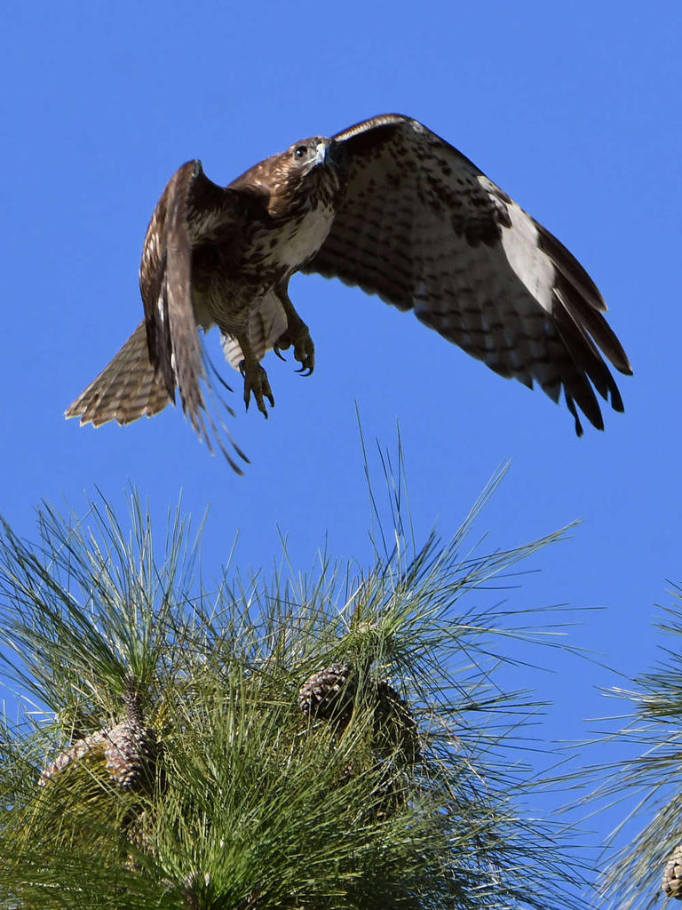 Hawk4.jpg