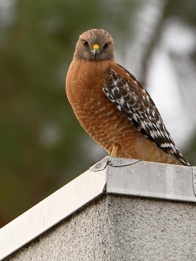 Hawk4.jpg