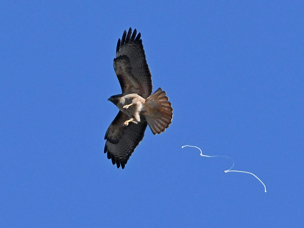 Hawk4.jpg