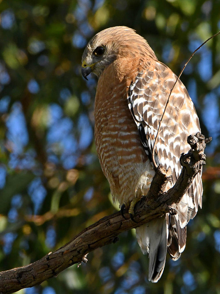 Hawk4.jpg