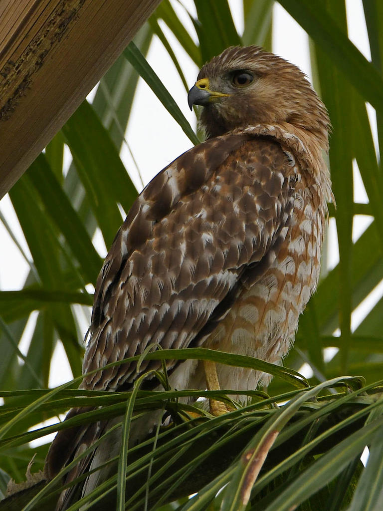 Hawk4.jpg