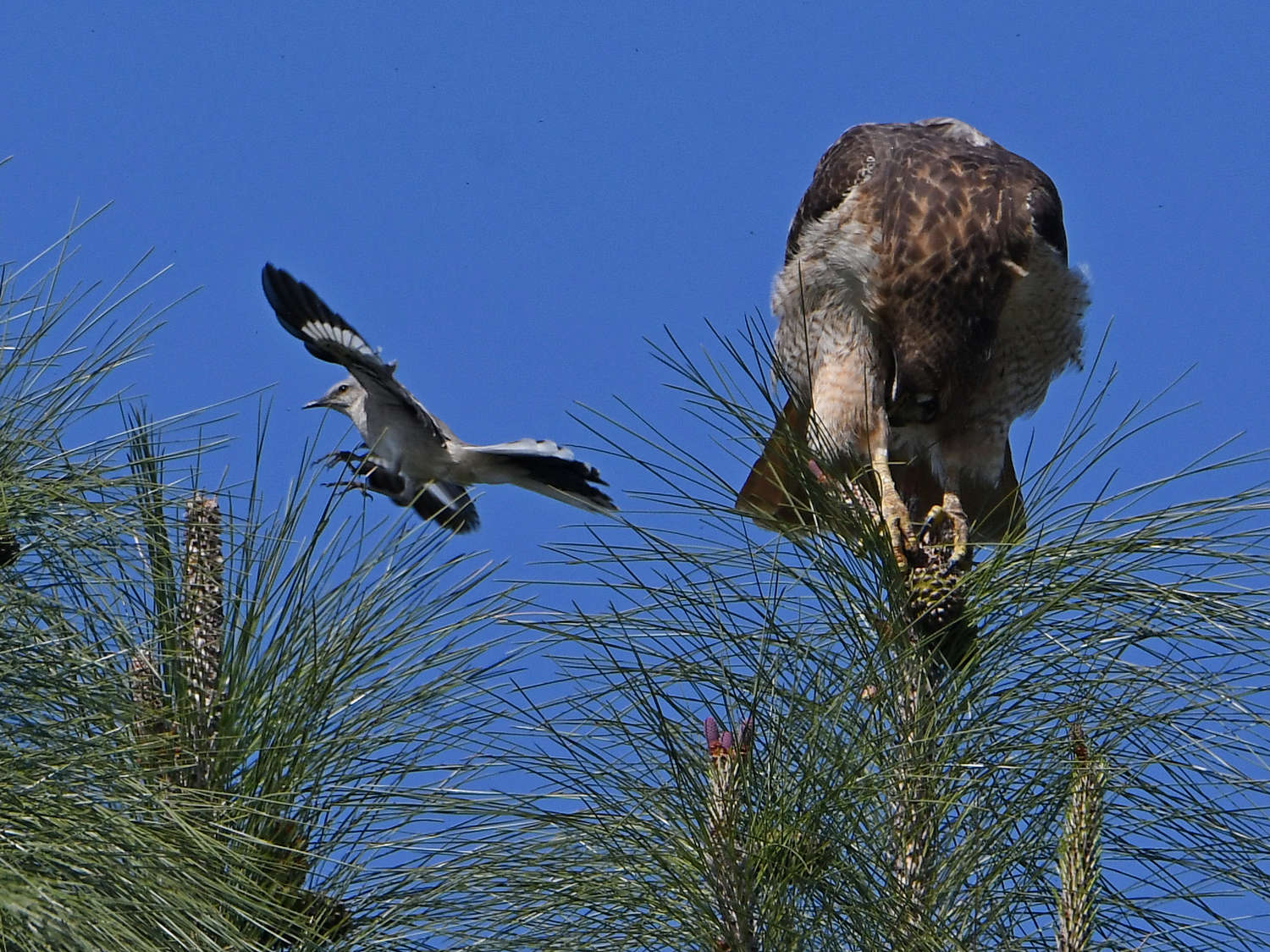Hawk4.jpg