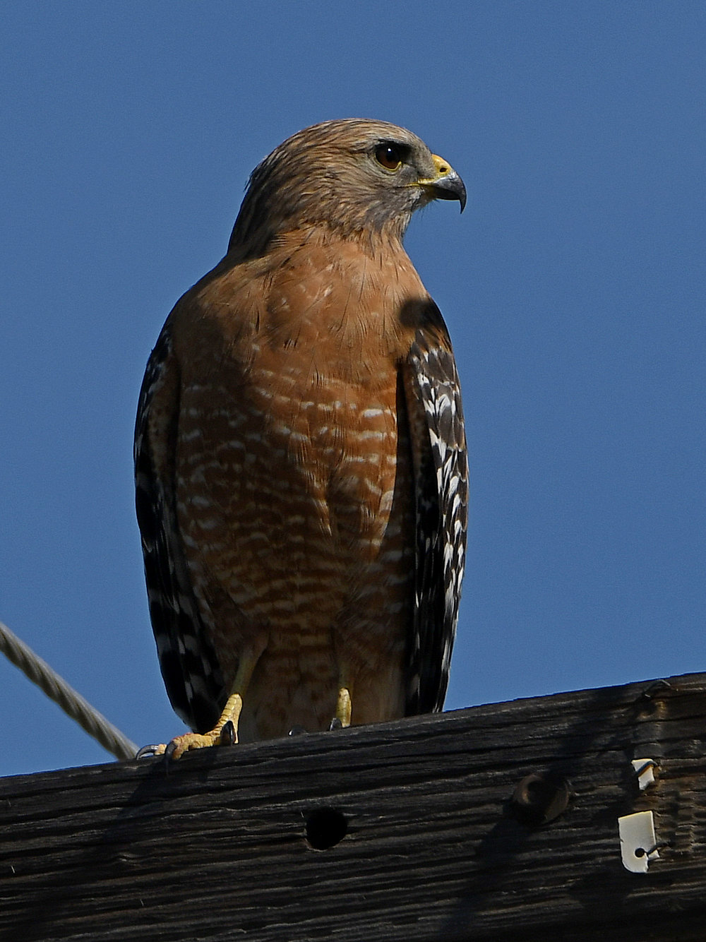 Hawk4.jpg