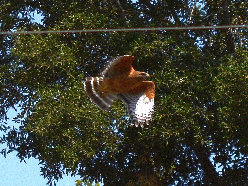 Hawk4.jpg