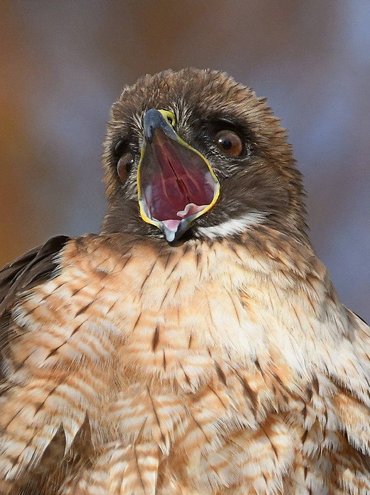 Hawk40.jpg