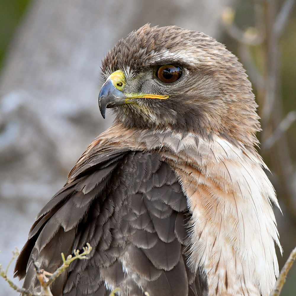 Hawk41.jpg