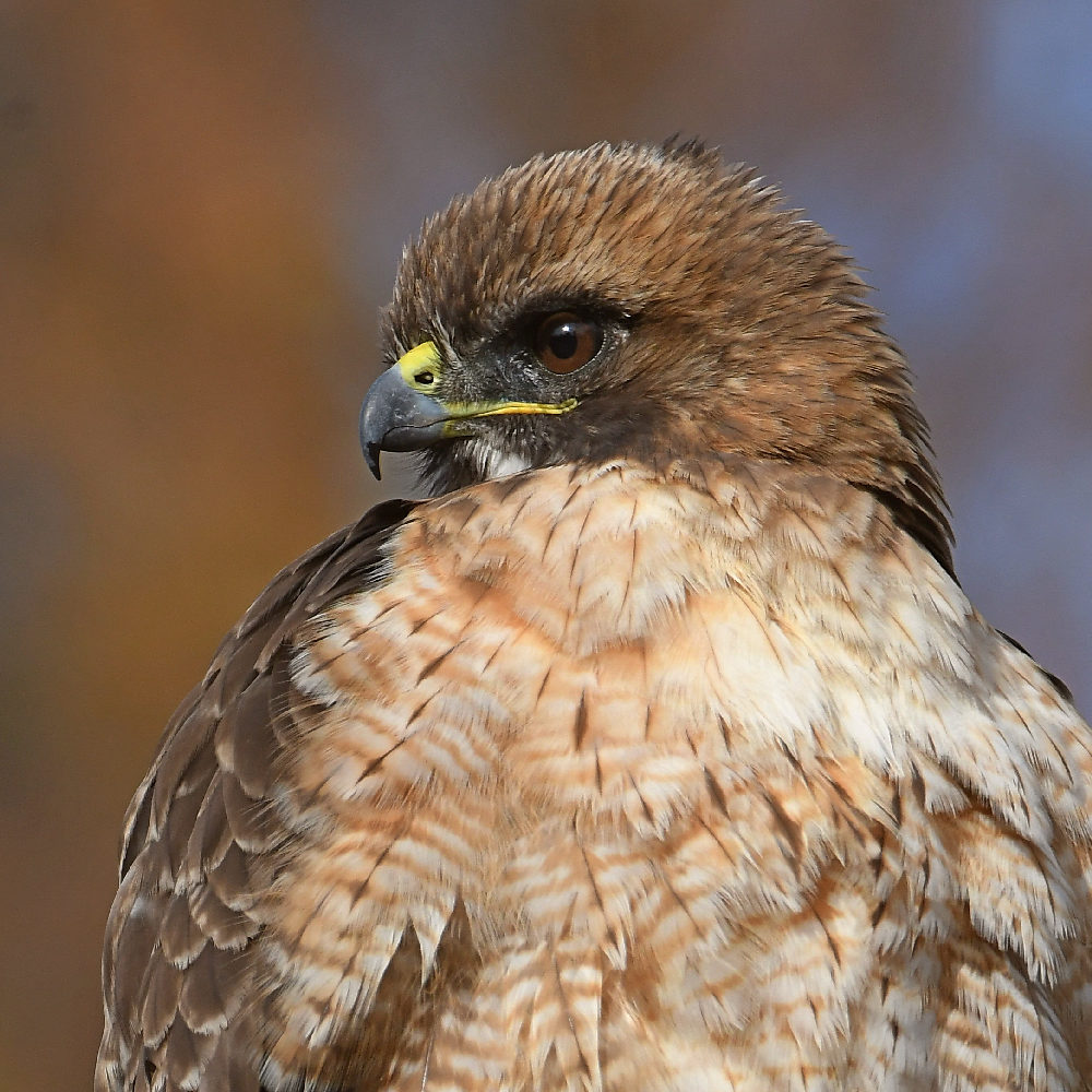 Hawk41.jpg