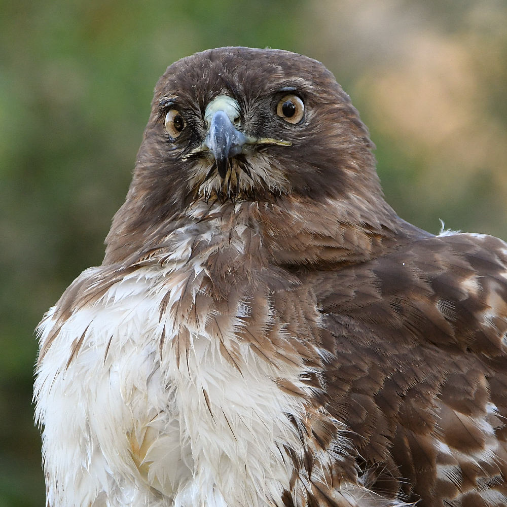 Hawk42.jpg