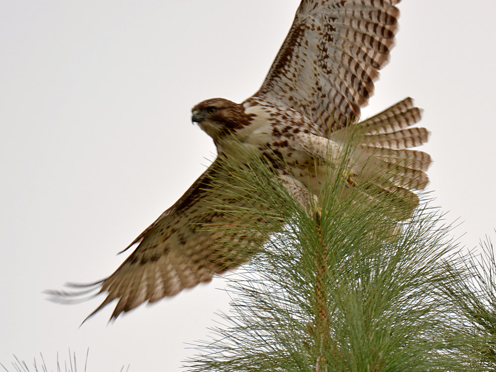 Hawk5.jpg