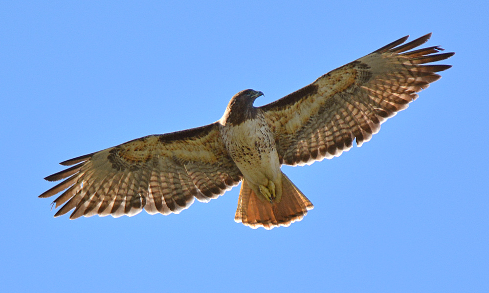Hawk5.jpg