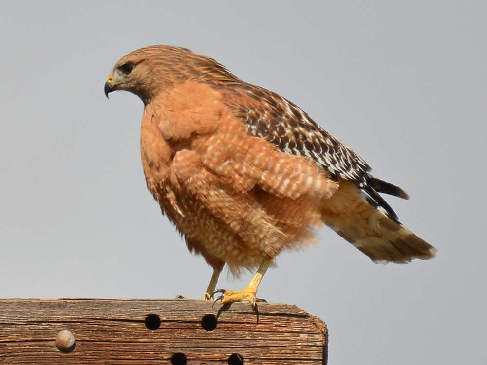 Hawk5.jpg