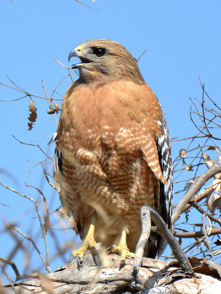 Hawk5.jpg
