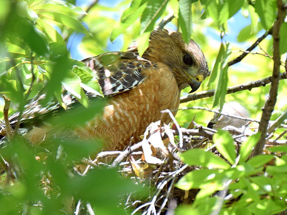 Hawk5.jpg