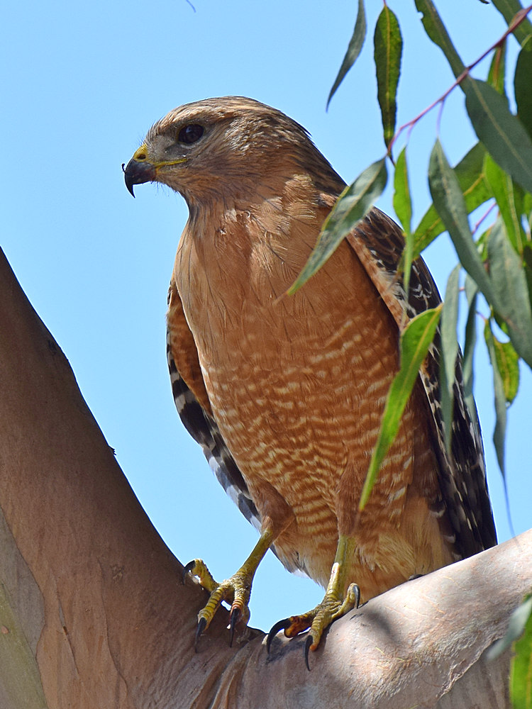 Hawk5.jpg