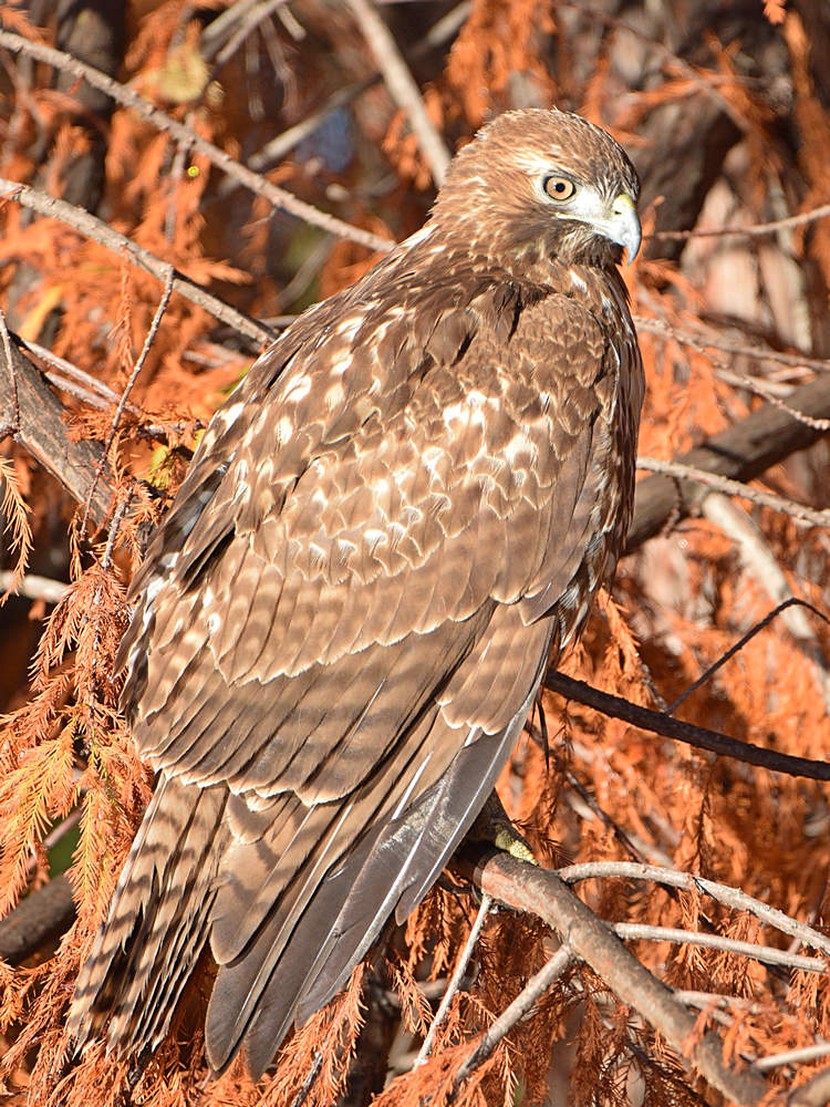Hawk5.jpg