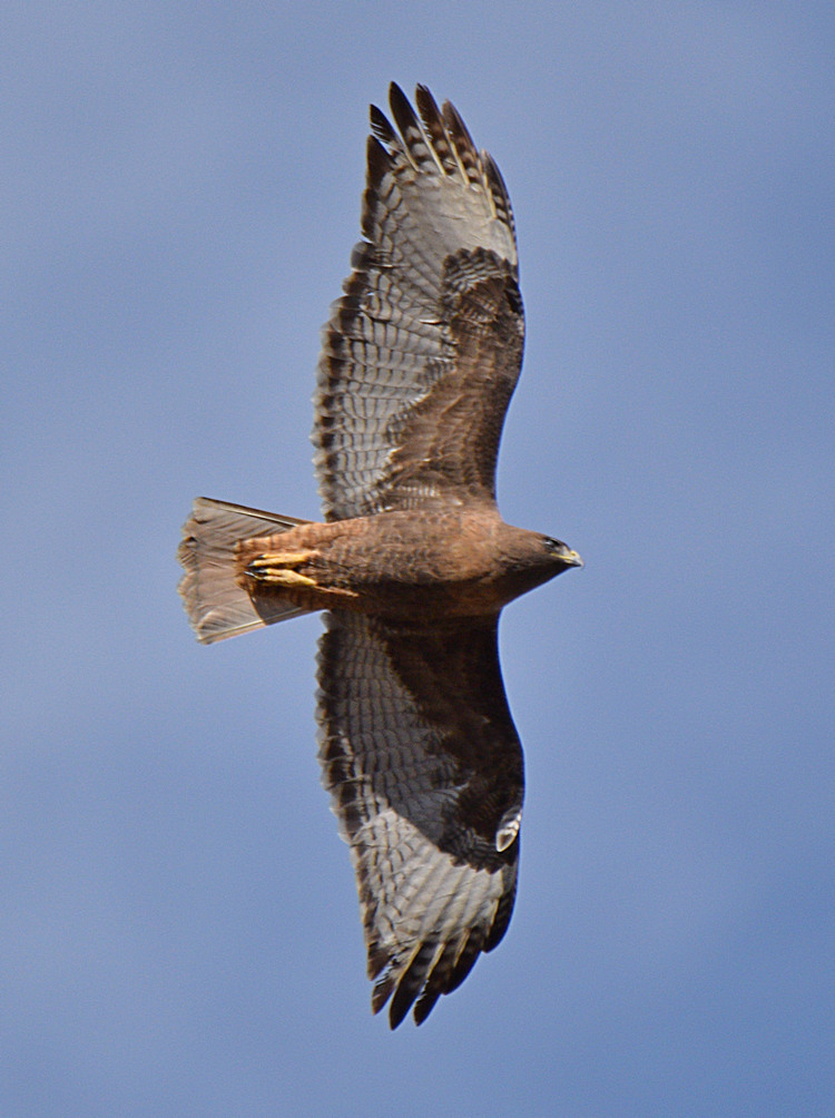 Hawk5.jpg