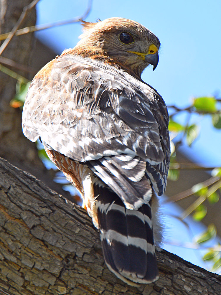 Hawk5.jpg