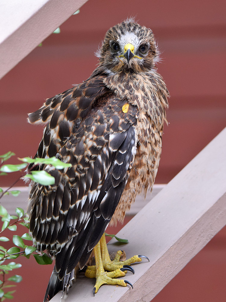 Hawk5.jpg