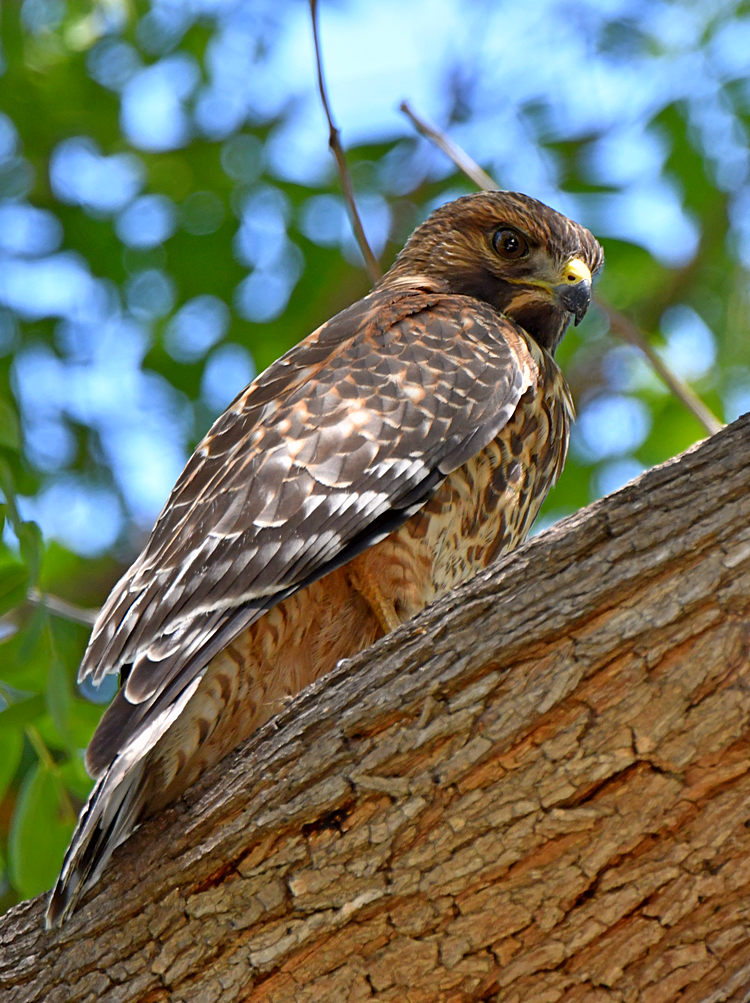 Hawk5.jpg