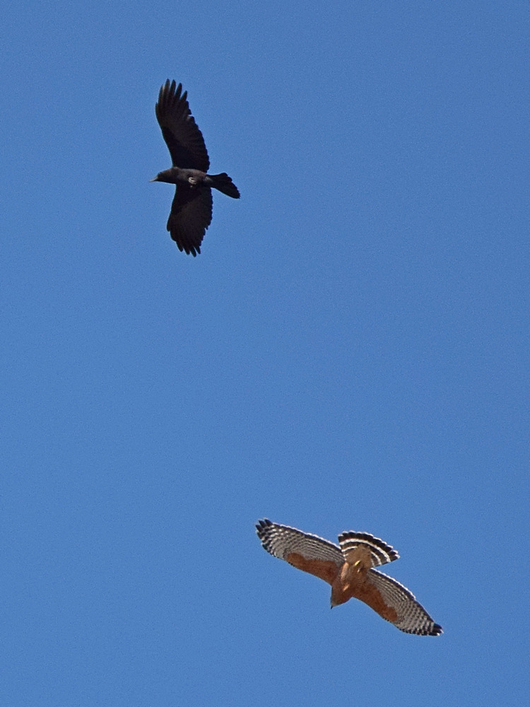 Hawk5.jpg