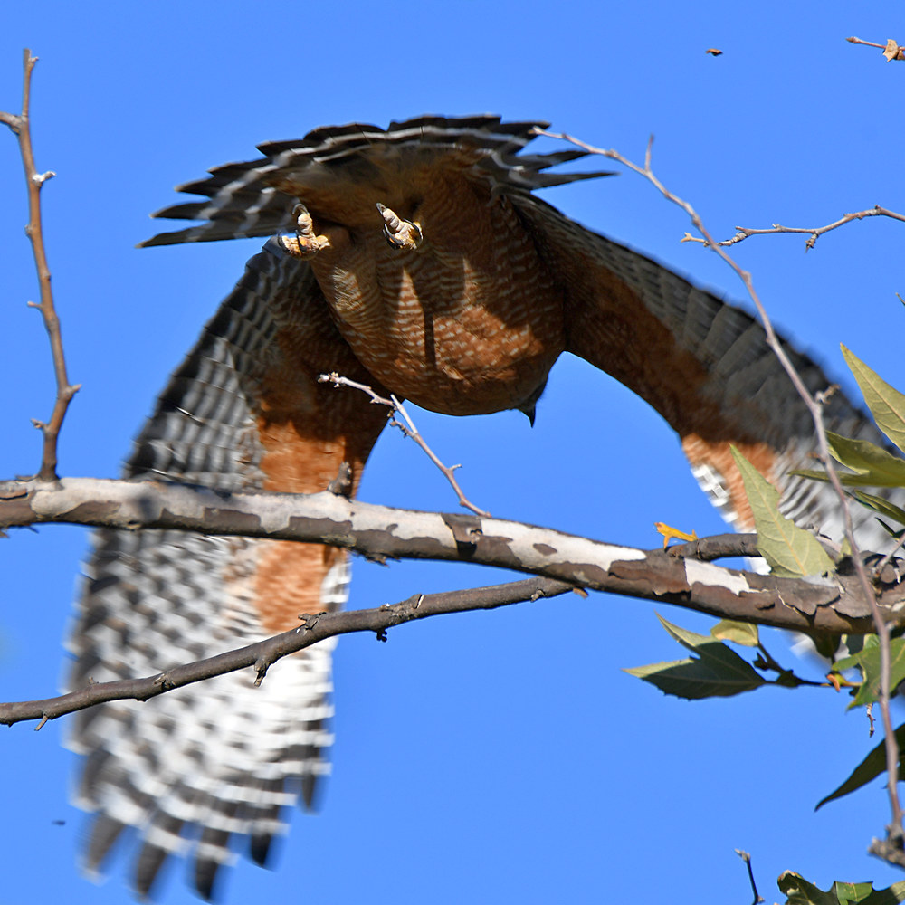 Hawk5.jpg