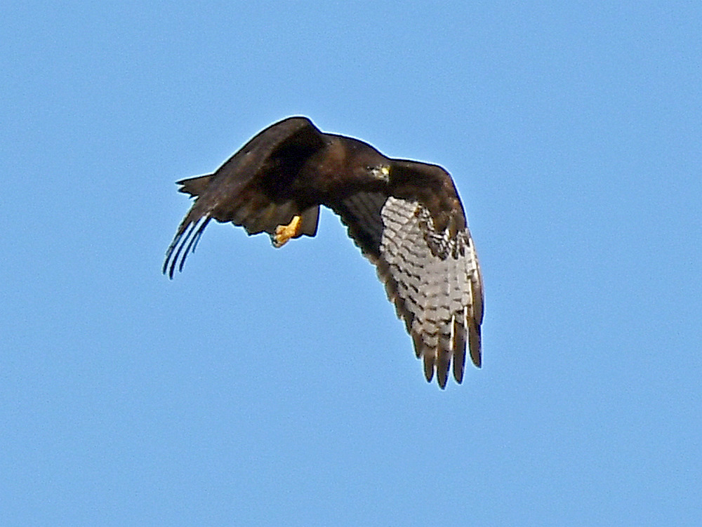 Hawk5.jpg