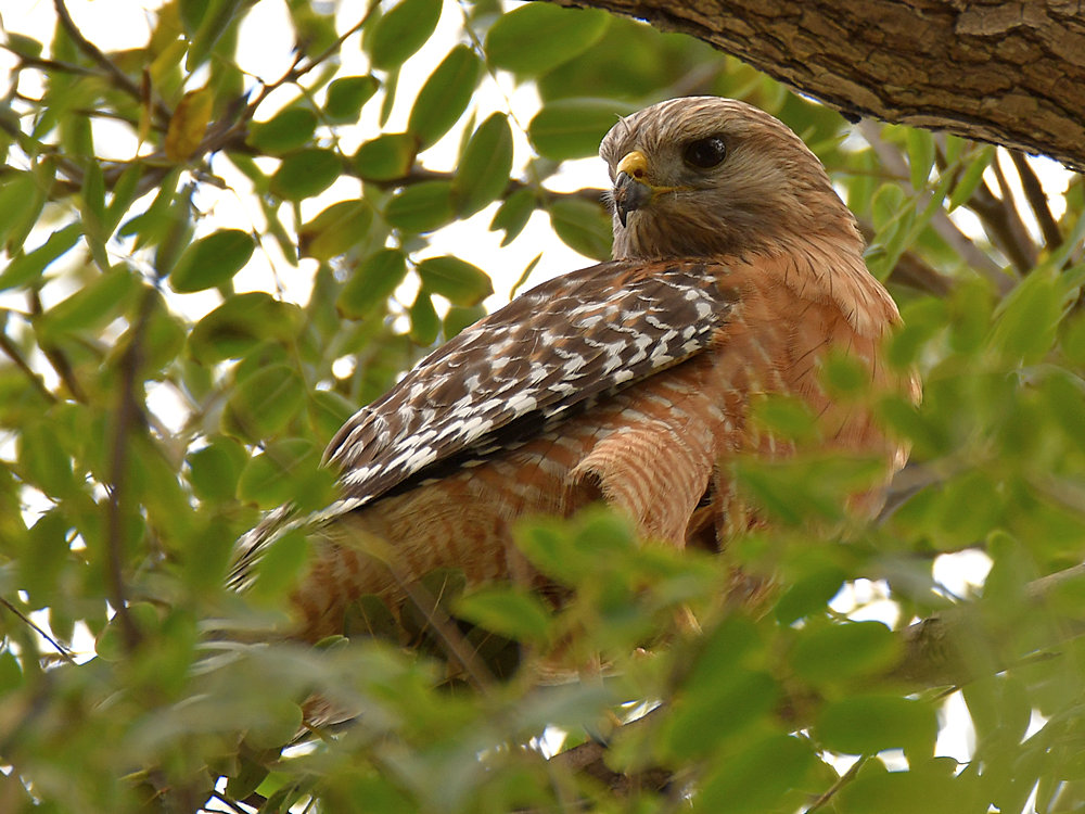 Hawk5.jpg