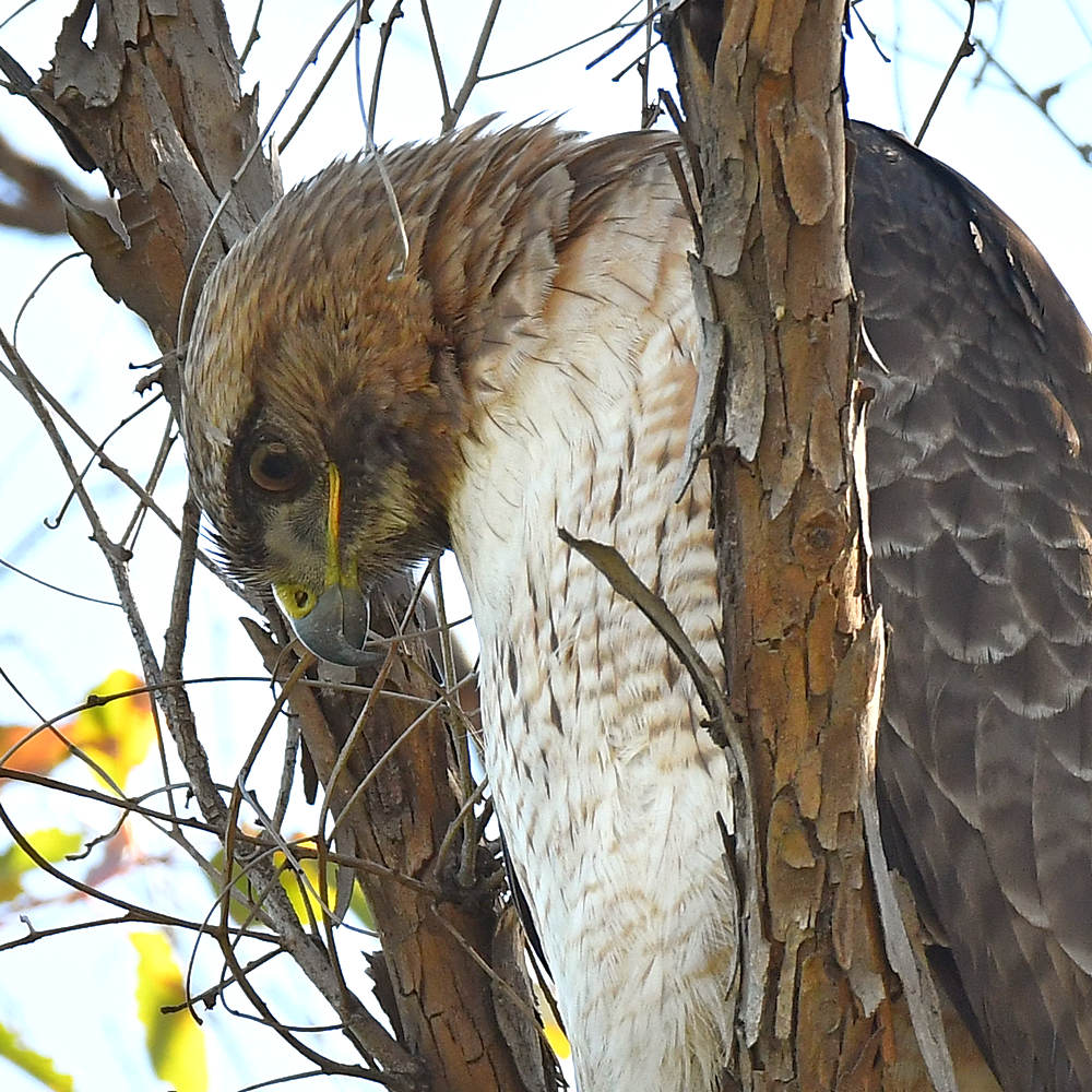 Hawk5.jpg