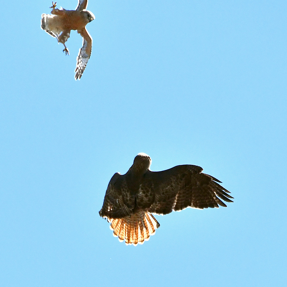 Hawk5.jpg