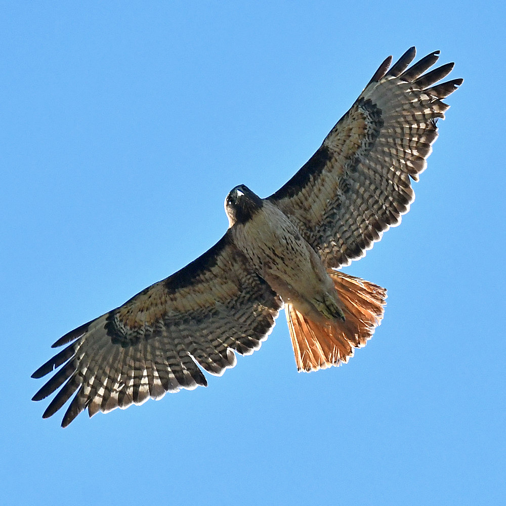 Hawk5.jpg