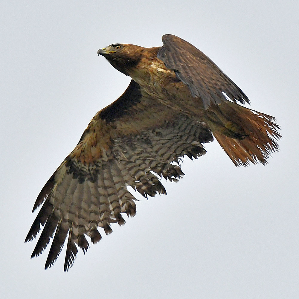 Hawk5.jpg