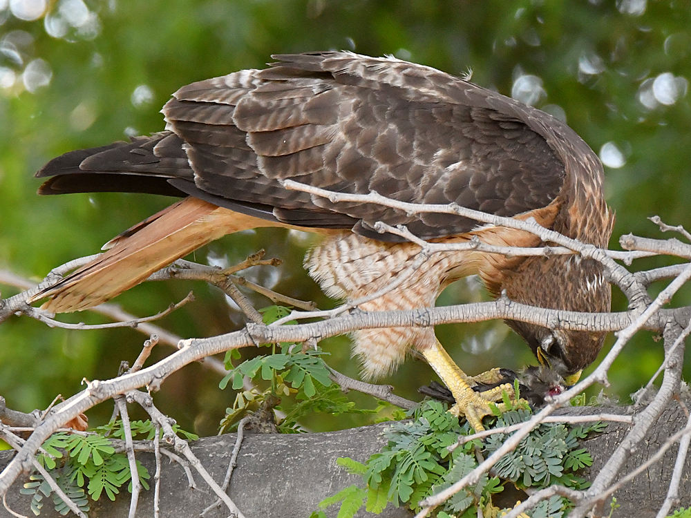 Hawk5.jpg
